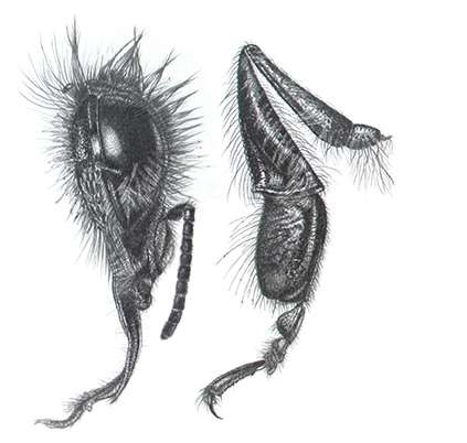 Drawing Insects, 2-day workshop