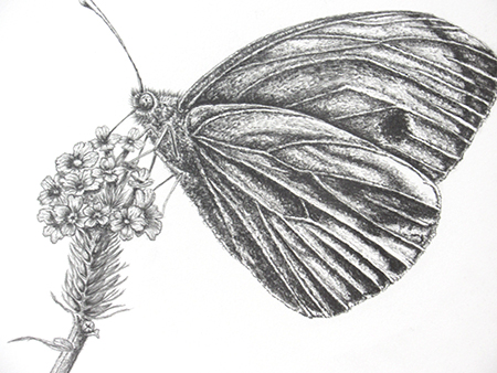 Drawing Insects at the Botanical Gardens, 1-day workshop