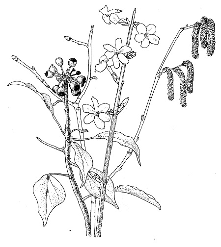 Botanical Drawing